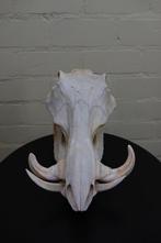 African Warthog Schedel - Phacochoerus africanus - 0 cm - 0, Nieuw