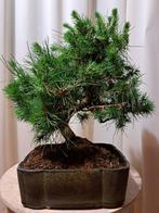 Den bonsai (Pinus) - Hoogte (boom): 25 cm - Diepte (boom):