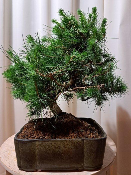 Den bonsai (Pinus) - Hoogte (boom): 25 cm - Diepte (boom):, Antiek en Kunst, Curiosa en Brocante