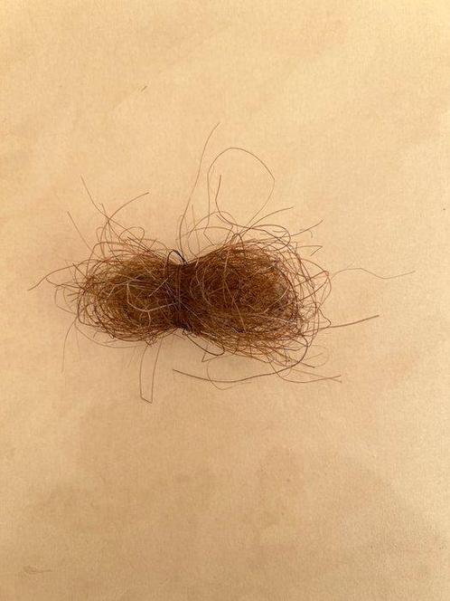 Wolharige mammoet Slagtand - Mammoet Haar - 0.1 cm - 0.1 cm, Antiek en Kunst, Curiosa en Brocante