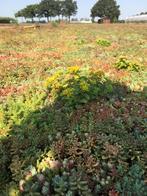 Groen dak / sedum dak / sedumcasettes / sedumtrays, Tuin en Terras, Ophalen of Verzenden, Vaste plant, Bodembedekkers