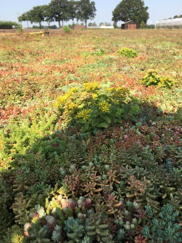 Groen dak / sedum dak / sedumcasettes / sedumtrays, Tuin en Terras, Planten | Tuinplanten, Bodembedekkers, Vaste plant, Ophalen of Verzenden