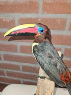 Groene arassari Taxidermie volledige montage - Pteroglossus, Verzamelen, Dierenverzamelingen, Nieuw