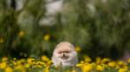 Pomeriaan | Dwergkees | Puppy | Pomeranian | Stamboom | Pup