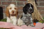 Engelse Cocker Spaniel Pups met Stamboom van Geteste Ouders, Dieren en Toebehoren, Nederland, Parvo, 8 tot 15 weken, Meerdere