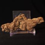 108 g XL 10,10 × 4,00 cm Fossiel uitwerpsel coproliet van