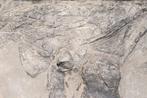 Zeereptiel - Fossiel fragment - Mixosaurus - 24 cm - 17 cm
