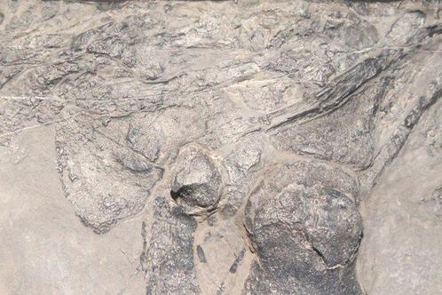 Zeereptiel - Fossiel fragment - Mixosaurus - 24 cm - 17 cm, Verzamelen, Mineralen en Fossielen