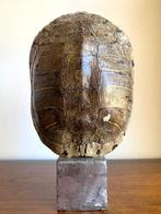 Uitstekend exemplaar van een roodoorschildpad Taxidermie, Verzamelen, Nieuw