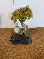 Japanese iep bonsai (Zelkova) - Hoogte (boom): 21 cm -
