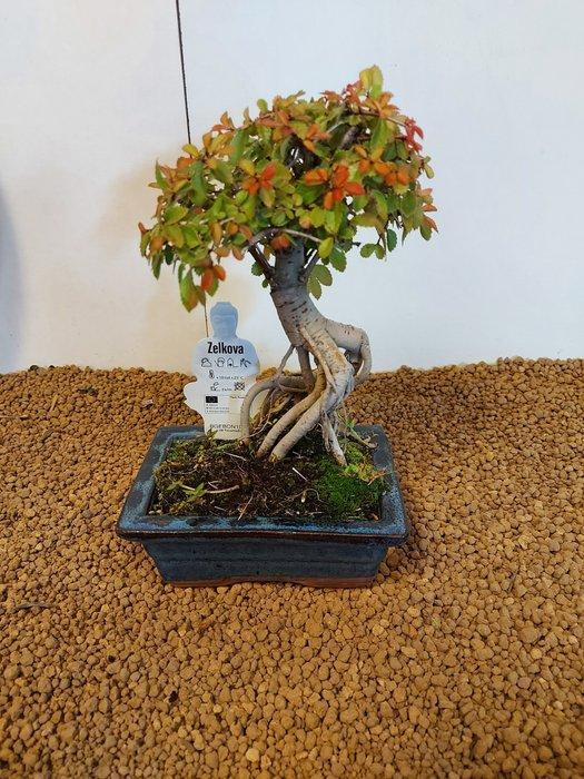 Japanese iep bonsai (Zelkova) - Hoogte (boom): 21 cm -, Antiek en Kunst, Curiosa en Brocante