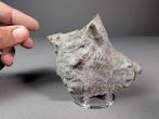 Fossiel Kroon Schelp - Gefossiliseerde schelp - Melongena, Verzamelen, Mineralen en Fossielen
