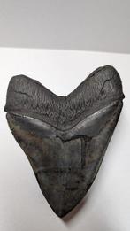 Megalodon - Fossiele tand - 14.2 cm - 11.4 cm, Verzamelen