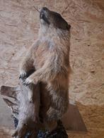 Alpenmarmot - staande berggeit Taxidermie wandmontage -, Nieuw