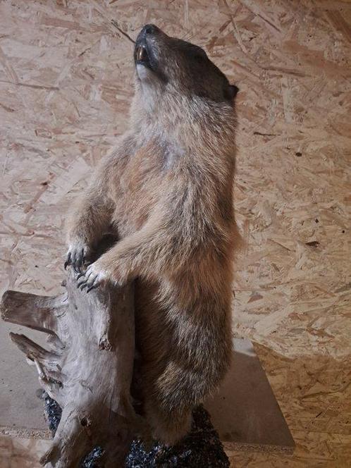 Alpenmarmot - staande berggeit Taxidermie wandmontage -, Verzamelen, Dierenverzamelingen