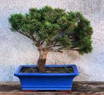 Den bonsai (Pinus) - Hoogte (boom): 40 cm - Diepte (boom):, Antiek en Kunst