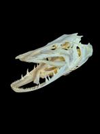 Snoek Schedel - Esox lusius - 8.4 cm - 20.4 cm - 6.7 cm-