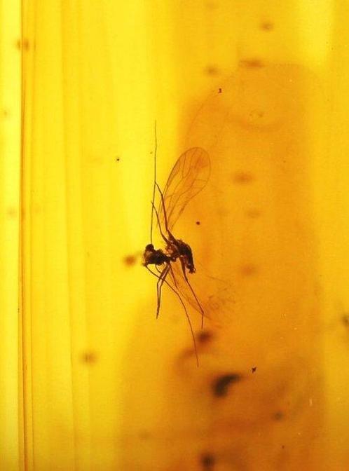 Authentieke Baltische amber met fossiele, Verzamelen, Dierenverzamelingen