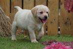 Blonde Labrador Pups - Kies zorgvuldig / Kies met Stamboom., Dieren en Toebehoren, Honden | Retrievers, Spaniëls en Waterhonden