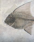 Fossiel skelet - Tselfatia formosa - 64 cm - 54 cm, Verzamelen, Mineralen en Fossielen
