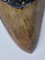 Megalodon - Fossiele tand - Otodus (Carcharocles) megalodon, Verzamelen, Mineralen en Fossielen