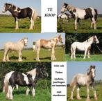 jonge Irish Cobs / Tinkers, Dieren en Toebehoren, Paarden, Minder dan 160 cm, 0 tot 2 jaar, Onbeleerd, Meerdere dieren