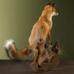 Vos Taxidermie Opgezette Dieren By Max, Verzamelen, Dierenverzamelingen, Ophalen of Verzenden, Nieuw, Wild dier, Opgezet dier