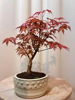 Japanese maple bonsai (Acer palmatum) - Hoogte (boom): 25 cm