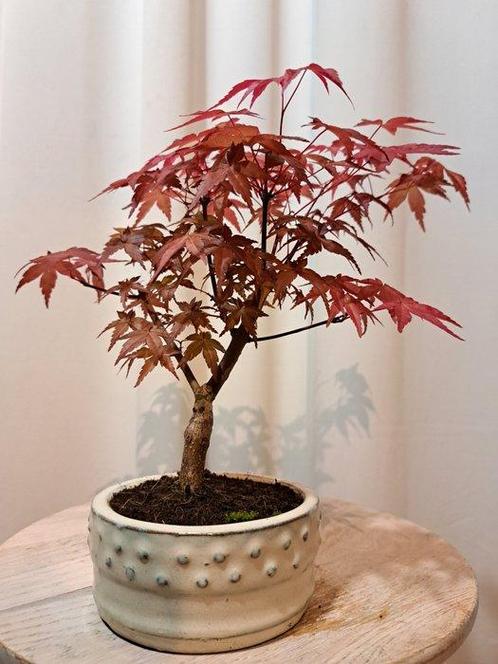 Japanese maple bonsai (Acer palmatum) - Hoogte (boom): 25 cm, Antiek en Kunst, Curiosa en Brocante