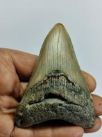 Haai - Fossiele tand - Carcharocles megalodon - 96 mm - 71, Verzamelen