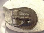 Trilobiet - Gefossiliseerd dier - Harpes - 10 cm - 10 cm
