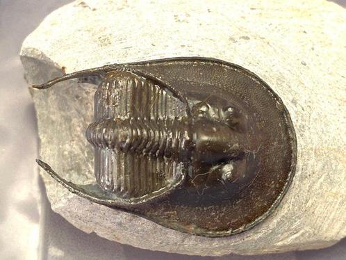 Trilobiet - Gefossiliseerd dier - Harpes - 10 cm - 10 cm, Verzamelen, Mineralen en Fossielen