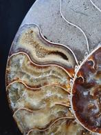 Beautiful Huge Ammonite - Gefossiliseerd dier - Aioloceras