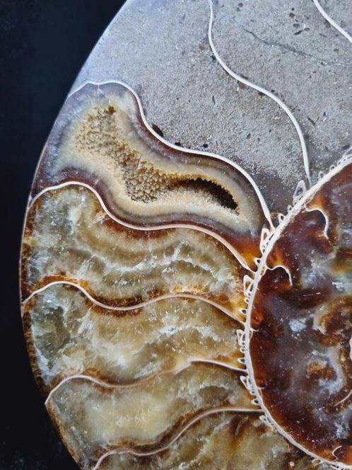 Beautiful Huge Ammonite - Gefossiliseerd dier - Aioloceras, Verzamelen, Mineralen en Fossielen