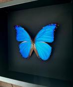 Vlinder Taxidermie volledige montage - Morpho Didius XXL, Nieuw