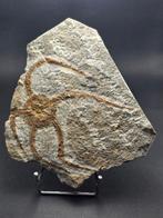 Zeester - Gefossiliseerd dier - 12 cm (Zonder minimumprijs)