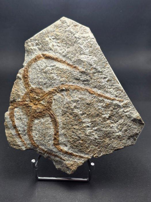 Zeester - Gefossiliseerd dier - 12 cm (Zonder minimumprijs), Verzamelen, Mineralen en Fossielen