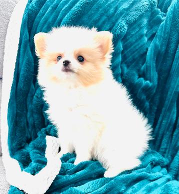 Mini teefjes super mooi pomeranian pomeriaan beschikbaar voor biedingen