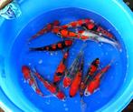 Ikarashi Ozumi  36-42 cm (Japanse Koi), Dieren en Toebehoren, Vissen | Vijvervissen, Karper of Koi