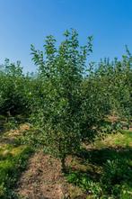 Malus sylvestris meerstammig