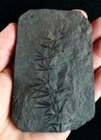 Fossiele plant met uitzonderlijke conservering!! - Cola de