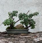Bonsai Fruticosa Salvia Di Gerusalemme. Woud - Hoogte