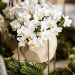 Kolibri Orchids | Witte orchidee Nazaré + Pearl sierpot Tr, Huis en Inrichting, Verzenden, Nieuw