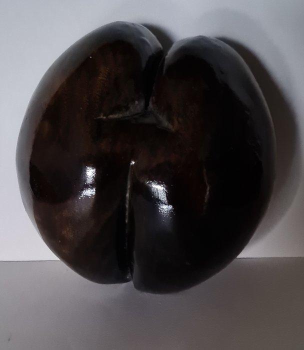 Coco de mer Taxidermie volledige montage - Lodoicea, Antiek en Kunst, Curiosa en Brocante