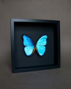 Vlinder Taxidermie volledige montage - Morpho didius - 25 cm, Nieuw