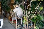 Antilope Taxidermie volledige montage - Taurotragus, Verzamelen, Dierenverzamelingen, Nieuw