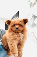 Prachtig meisje POMAPOO pomeranian  x toy poedel, Parvo, Overige rassen, 8 tot 15 weken, Teef