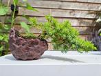 Jeneverbes bonsai (Juniperus) - Hoogte (boom): 7 cm - Diepte