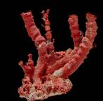 Buitengewone RODE Koraal  VERZAMELINGSOBJECT  Bloedkoraal, Verzamelen, Nieuw