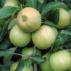 Oude appelboom - Malus d. Golden Delicious - Laagstam +/- 15, Tuin en Terras, Planten | Bomen, Ophalen of Verzenden